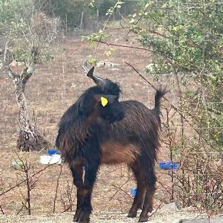 Quintal Do Ti Zaquiel Дом отдыха Casais do Chao da Mendiga
