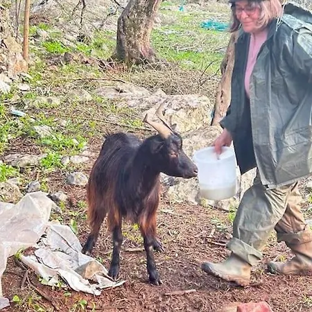 Дом отдыха Quintal Do Ti Zaquiel *