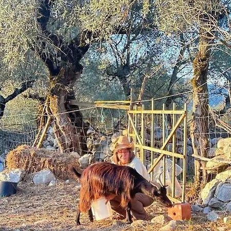 Quintal Do Ti Zaquiel Дом отдыха Casais do Chao da Mendiga