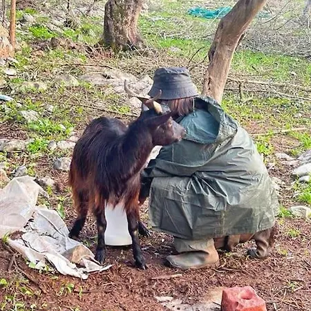 Quintal Do Ti Zaquiel Casais do Chao da Mendiga