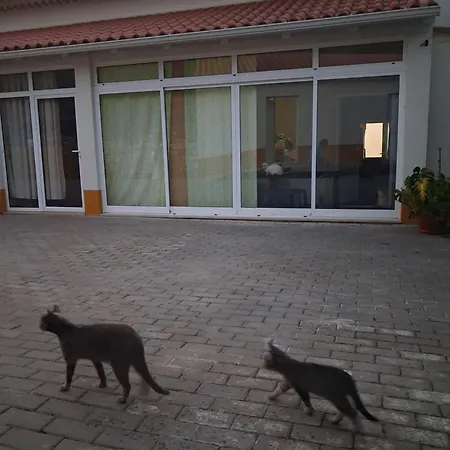 Quintal Do Ti Zaquiel *