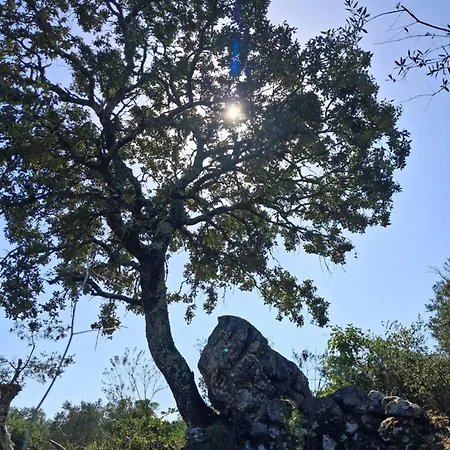 Quintal Do Ti Zaquiel Дом отдыха Casais do Chao da Mendiga