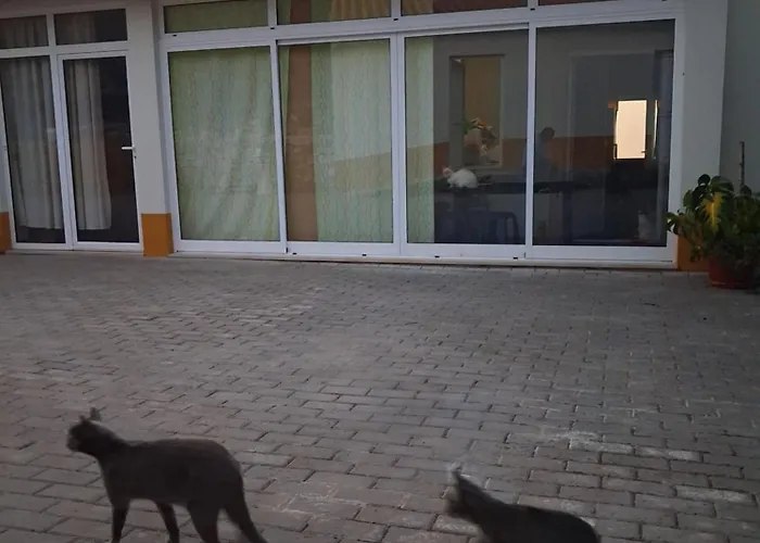 Quintal Do Ti Zaquiel *